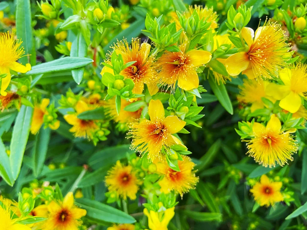 Flowers for Litha: St. John's Wort
